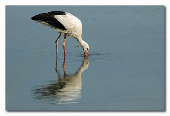 Cicogna bianca - Ciconia ciconia. Vita da ......