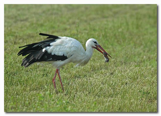 Cicogna bianca - Ciconia ciconia. Vita da ......