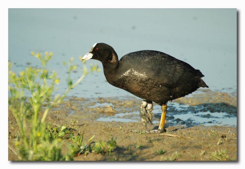 Folaga - Fulica atra