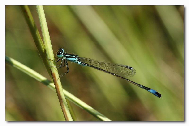 Platycnemis pennipes e Ischnura elegans