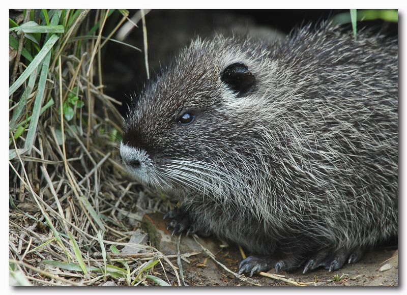 Nutria, Myocastor coypus - Bentivoglio (BO)