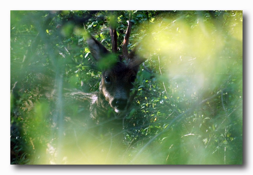 Capriolo-Capreolus capreolus