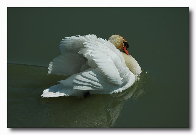 Cigno reale - Cygnus olor  &  Cigno nero - Cygnus atratus