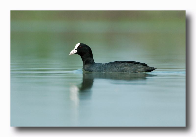 Folaga - Fulica atra