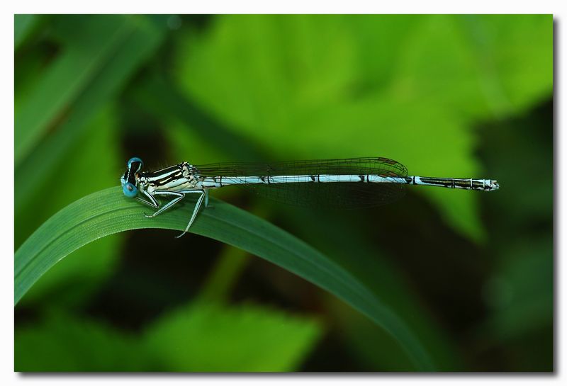 Platycnemis pennipes e Ischnura elegans