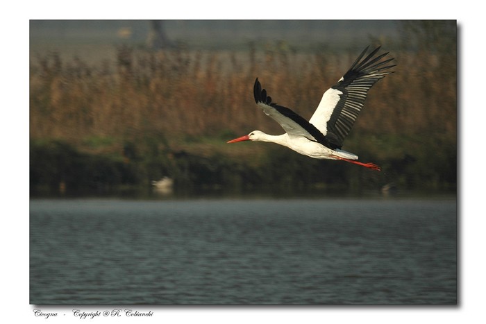 Cicogna bianca - Ciconia ciconia. Vita da ......