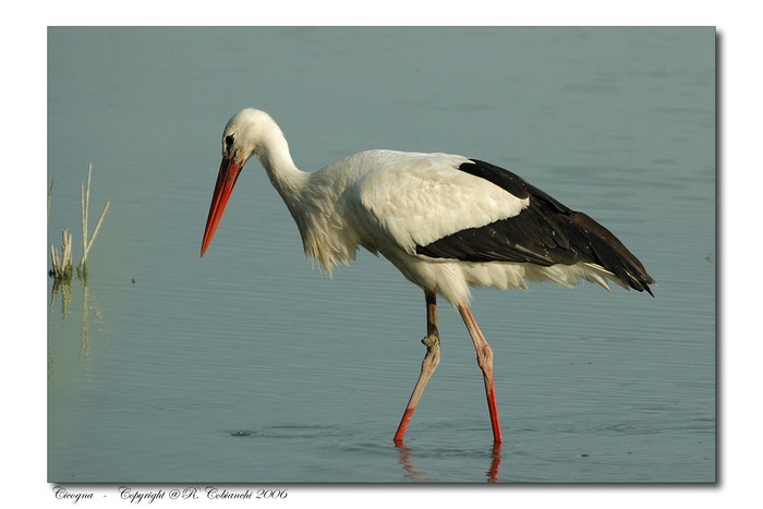 Cicogna bianca - Ciconia ciconia. Vita da ......