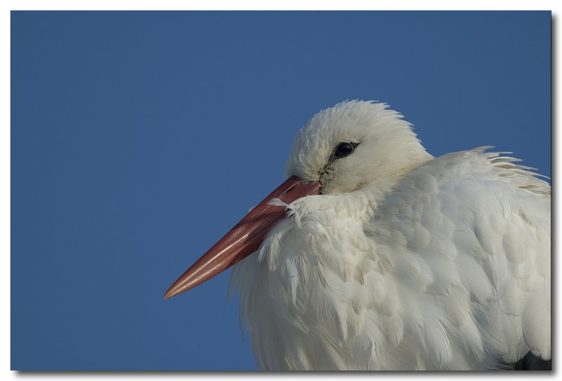 Cicogna bianca - Ciconia ciconia. Vita da ......