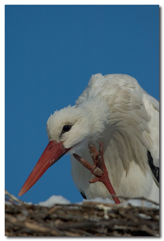 Cicogna bianca - Ciconia ciconia. Vita da ......