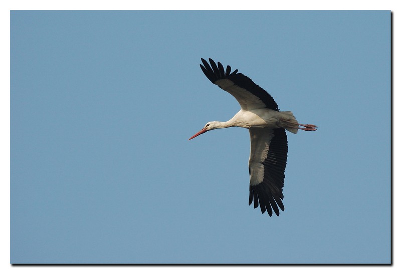 Cicogna bianca - Ciconia ciconia. Vita da ......