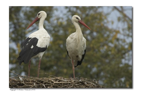 Cicogna bianca - Ciconia ciconia. Vita da ......