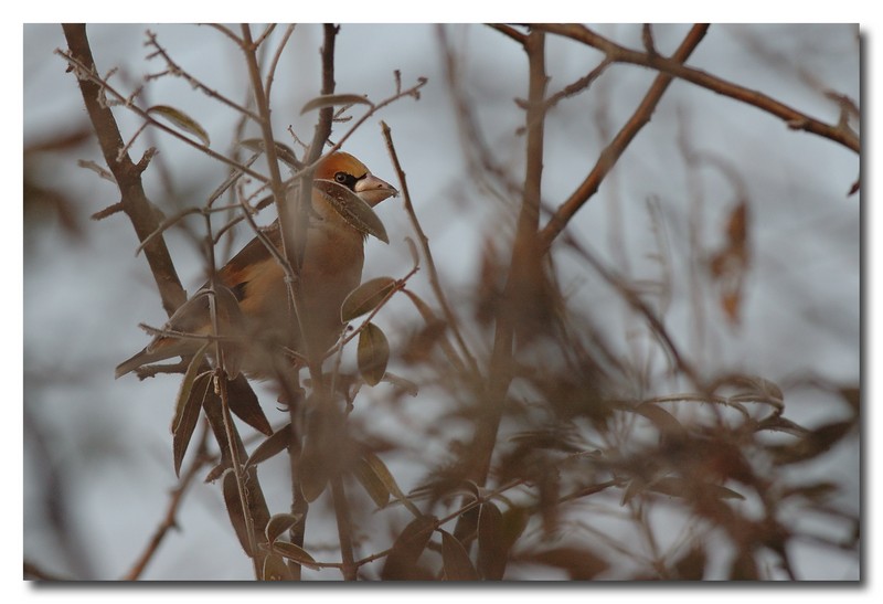 Frosone maschio  Coccothraustes coccothraustes