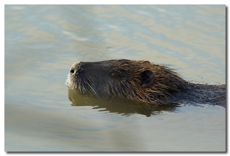 Nutria, Myocastor coypus - Bentivoglio (BO)