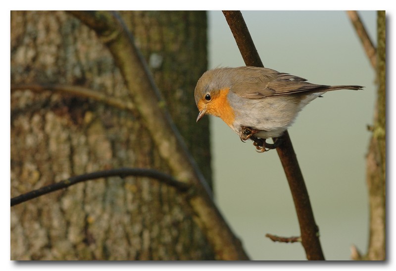 Pettirosso - Erithacus rubecula