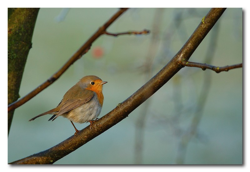 Pettirosso - Erithacus rubecula