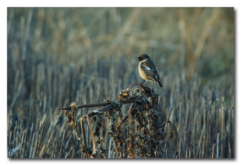 saltimpalo - Saxicola rubicola