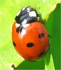 La salita (Coccinella septempunctata L.)