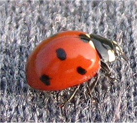 La salita (Coccinella septempunctata L.)