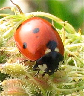 La salita (Coccinella septempunctata L.)