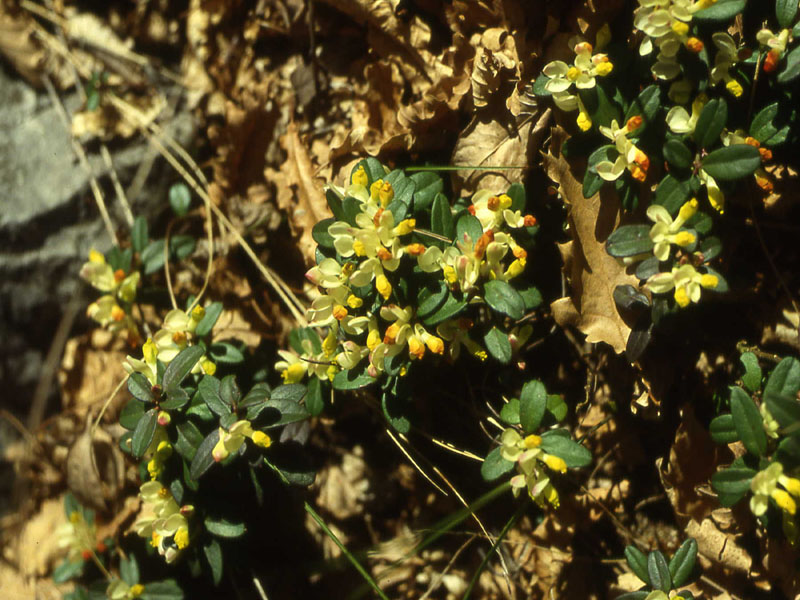 Polygaloides (=Polygala) chamaebuxus / Poligala falso-bosso