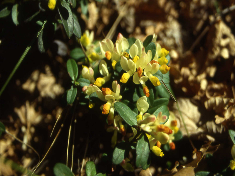 Polygaloides (=Polygala) chamaebuxus / Poligala falso-bosso