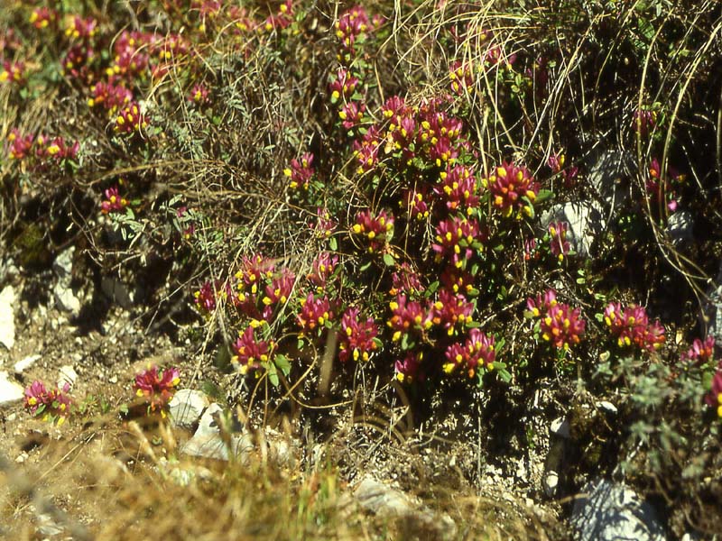 Polygaloides (=Polygala) chamaebuxus / Poligala falso-bosso