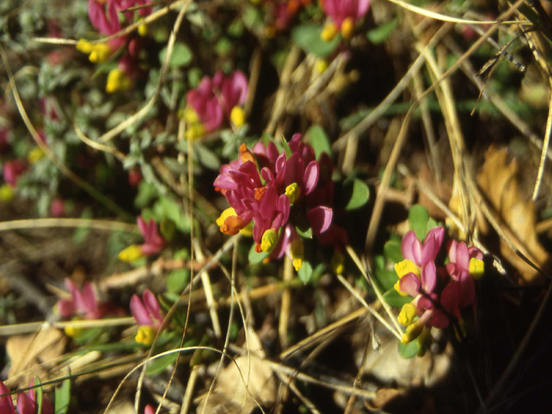 Polygaloides (=Polygala) chamaebuxus / Poligala falso-bosso