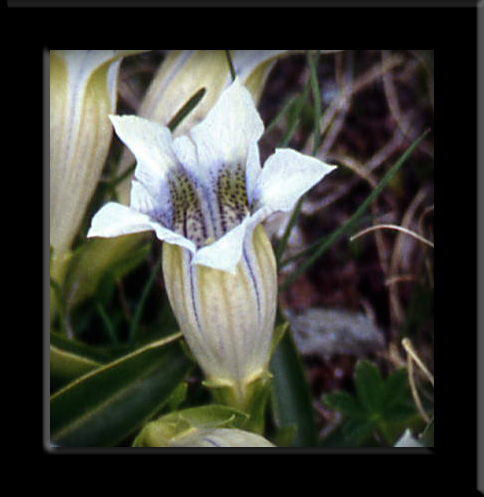 Gentiana acaulis / Genziana di Koch