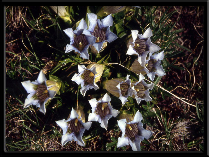 Gentiana acaulis / Genziana di Koch