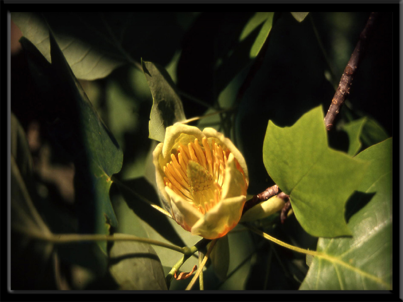 Liriodendron tulipifera L. - quiz -