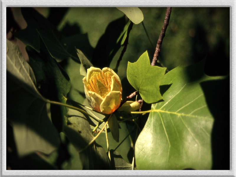 Liriodendron tulipifera L. - quiz -