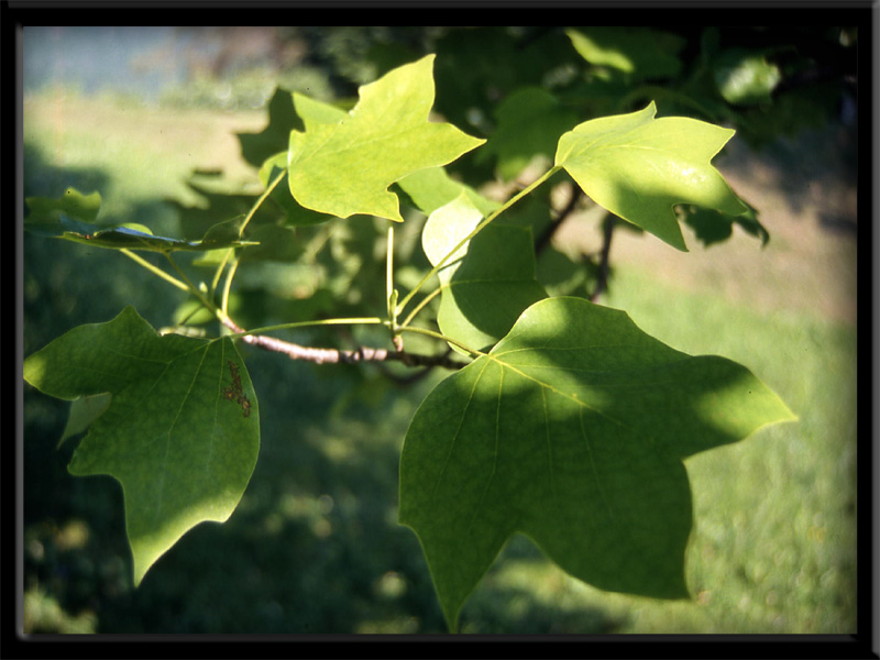 Liriodendron tulipifera L. - quiz -