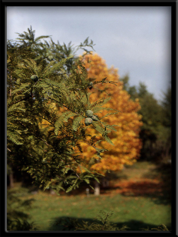 Piante e foglie ... carellata di colori autunnali