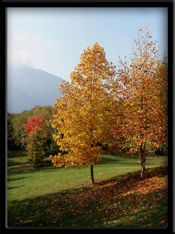 Piante e foglie ... carellata di colori autunnali