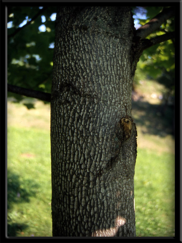 Liriodendron tulipifera L. - quiz -