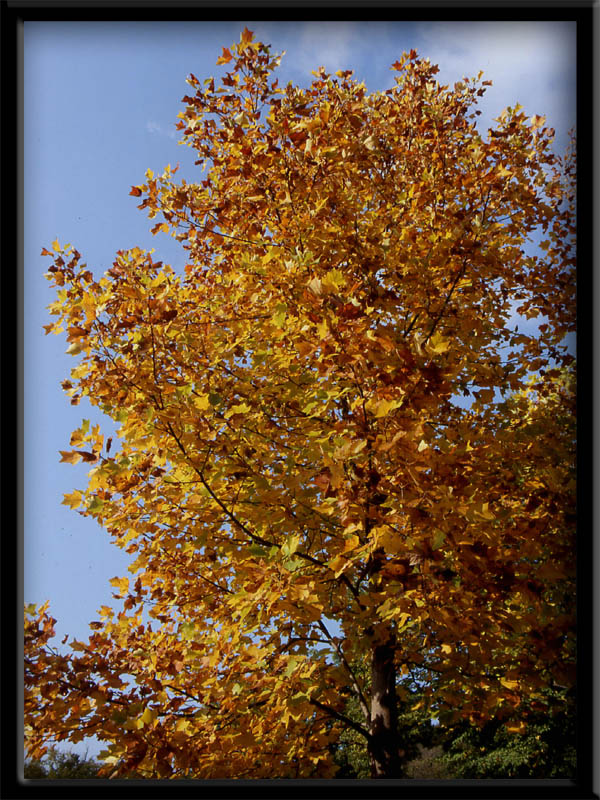 Piante e foglie ... carellata di colori autunnali