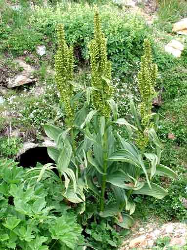 Veratrum album e Genziana punctata