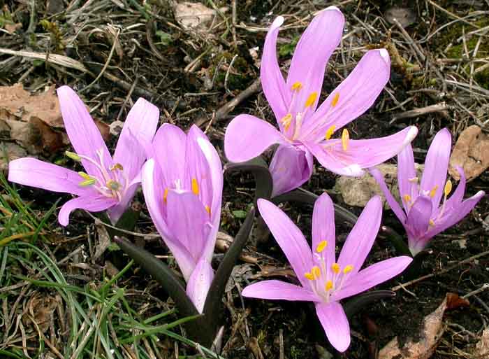 Colchicum bulbocodium(=Bulbocodium vernum) / Colchico di Spagna