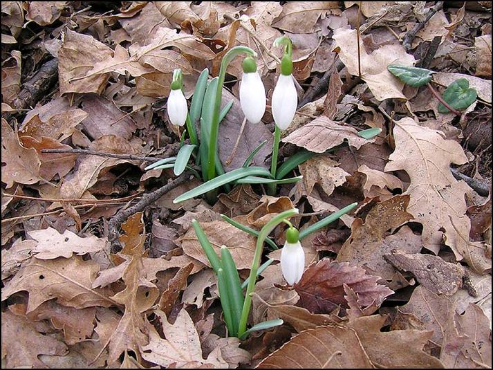 Galanthus nivalis / Bucaneve