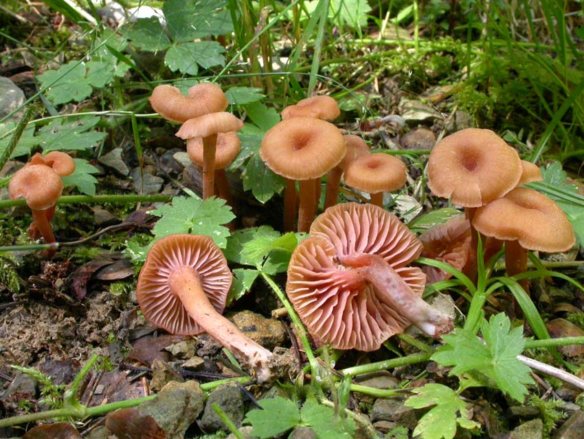 Laccaria bicolor?