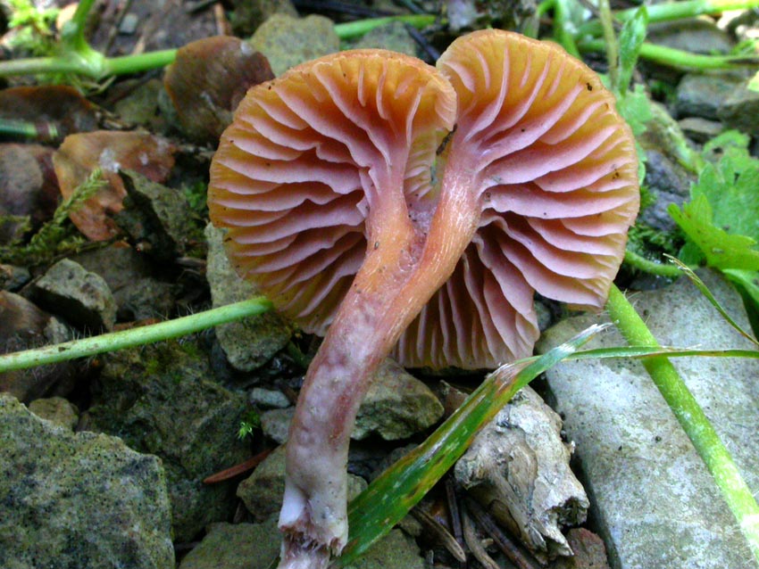 Laccaria bicolor?