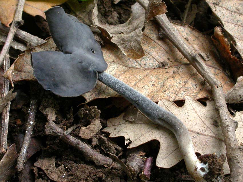 Helvella atra