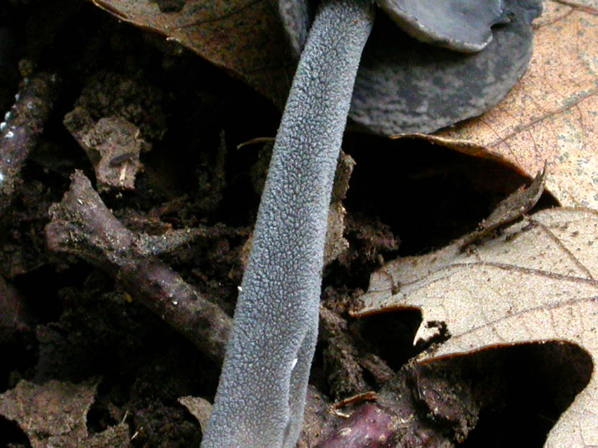 Helvella atra