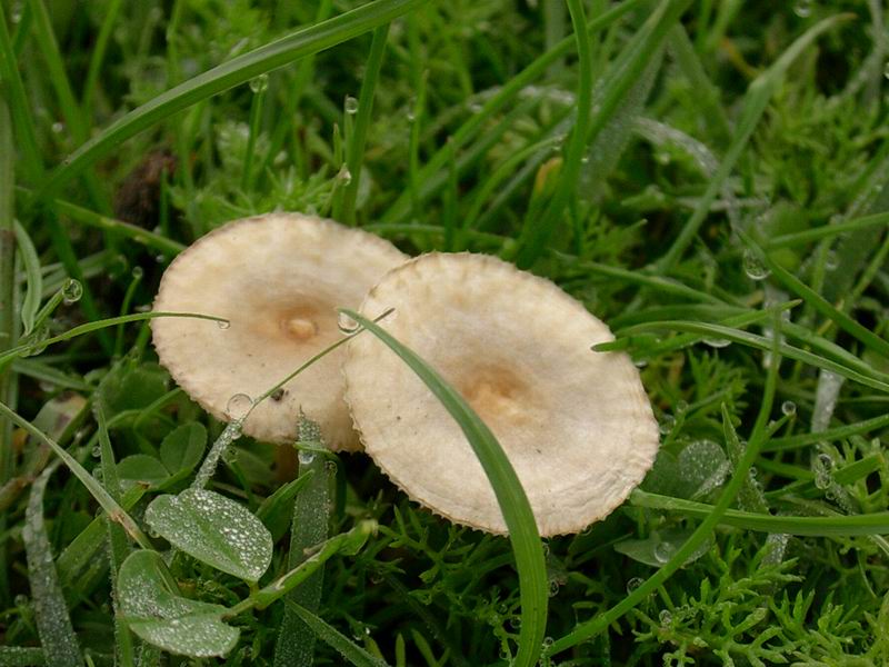 Crinipellis scabella/tomentosa