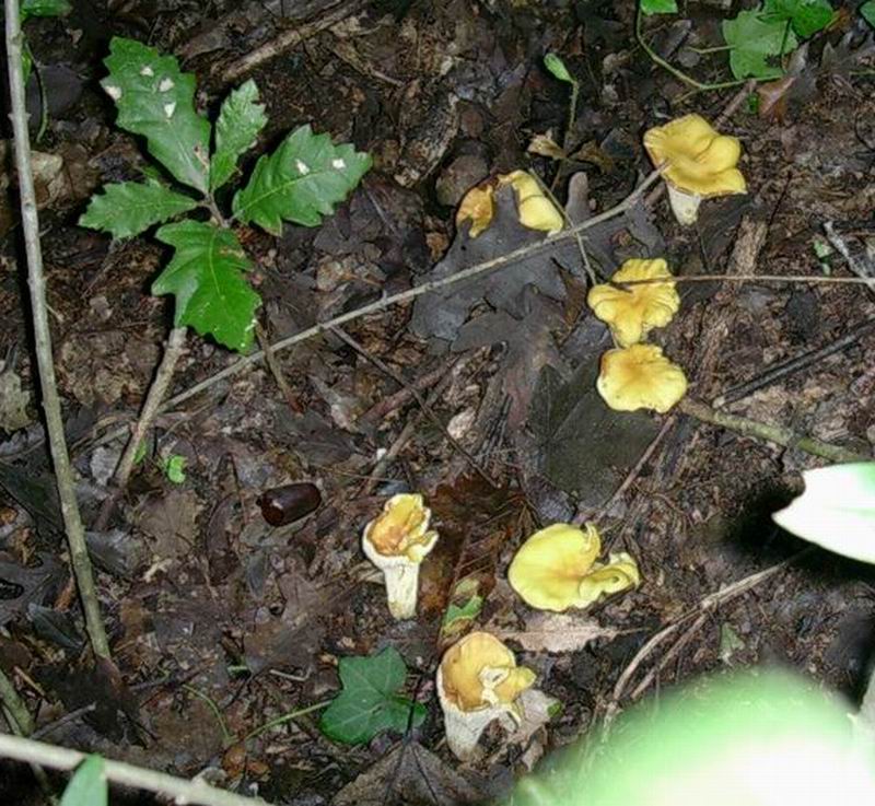 Cantharellus cibarius