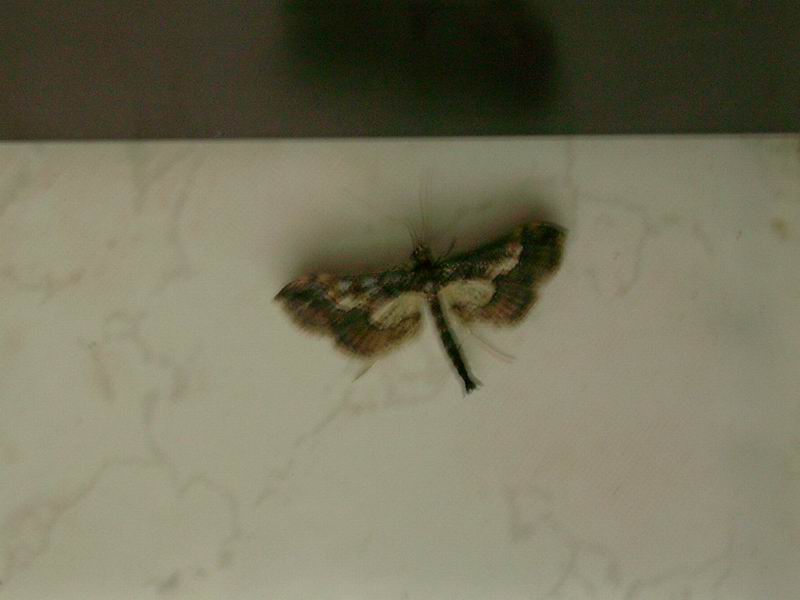 Hydriris ornatalis?