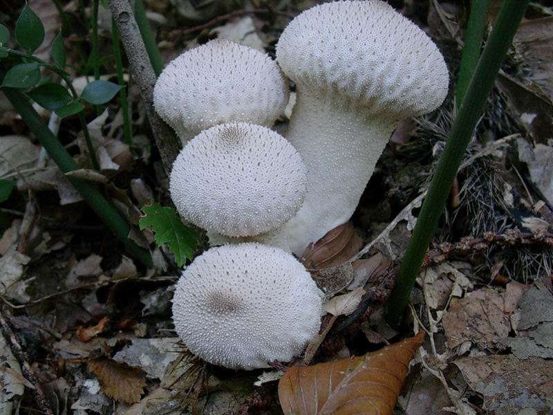 Lycoperdon perlatum