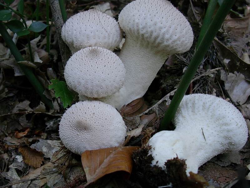 Lycoperdon perlatum