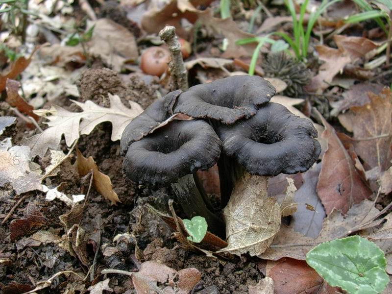 Cantharellus cinereus