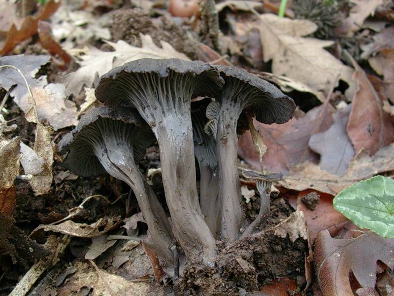 Cantharellus cinereus